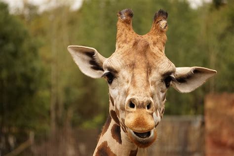 giraffe eyes ears  photo  pixabay