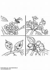 Coloring Pollinate Pages Large sketch template