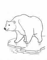 Polar Bear Coloring Cute Pages Getcolorings sketch template