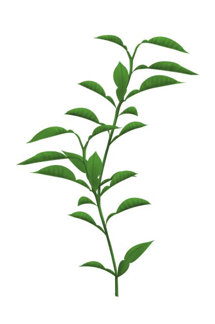 tanaman daun batang gambar gratis  pixabay