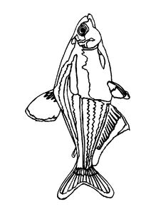 fish coloring pages animal coloring pages animal coloring pages fish
