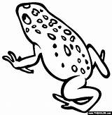 Poison Dart Frogs Thecolor Venomous Creatures Ranas Poisonous Mentamaschocolate sketch template