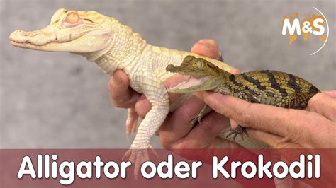 unterschied alligator oder krokodil reptil tv praxis ms reptilien youtube