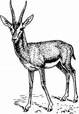 Gazelle sketch template