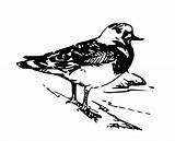 Openclipart Ruddy Turnstone sketch template