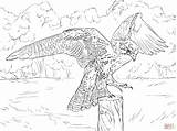 Falcon Coloring Pages Peregrine Prairie Printable Color Print Draw Falcons Kids Drawing Drawings Skip Main sketch template