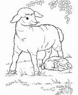 Coloring Pages Sheep Eid Adha Baby Mother Drawing Al Islam Keeping Her Danger Farm Animal Color Printable Kids Animals Mubarak sketch template