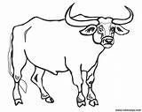 Toro Vaca Iluminar Imagui Toros Vacas sketch template