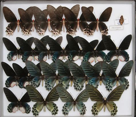 iga pa 1062 suguru igarashi insect collection part i