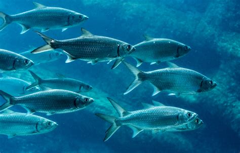 diet  environment affect farmed  wild fish  healthy fish