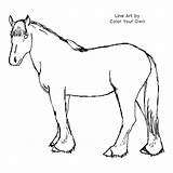 Coloring Clydesdale Pages Horse Color Clipart Printable Own Print Designlooter Drawings Getcolorings Index 500px 24kb sketch template