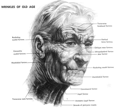 draw aging faces  hands    draw wrinkles