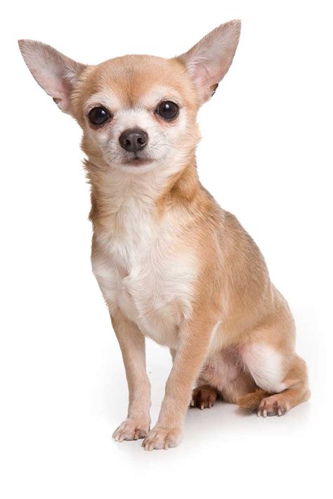 chihuahua dog breed information pictures