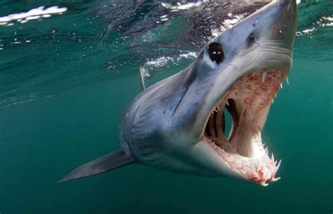 clean  mako shark jaw immeasurably synonym