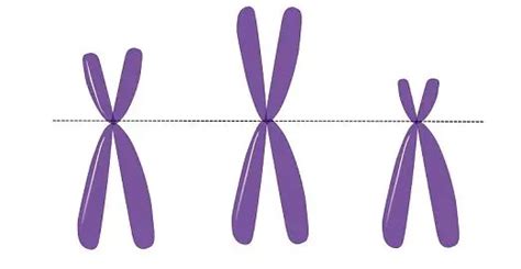 Picture Of Sex Chromosomes – Telegraph
