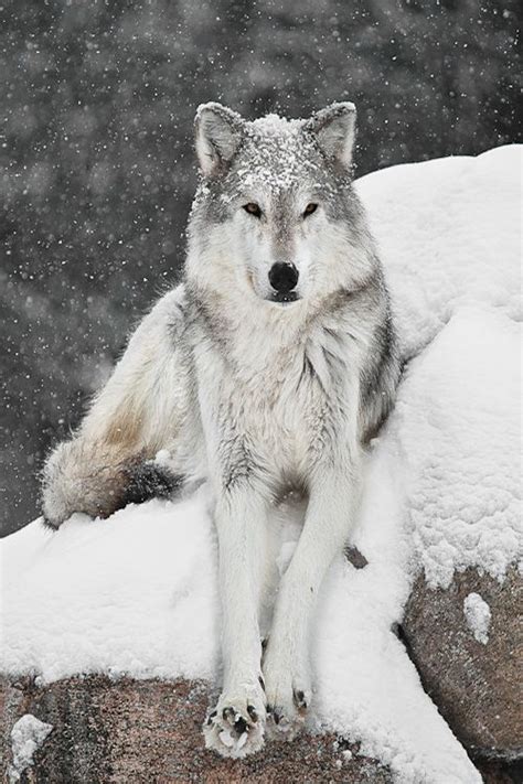 images  wolves  pinterest gray wolf white wolves  grey wolves