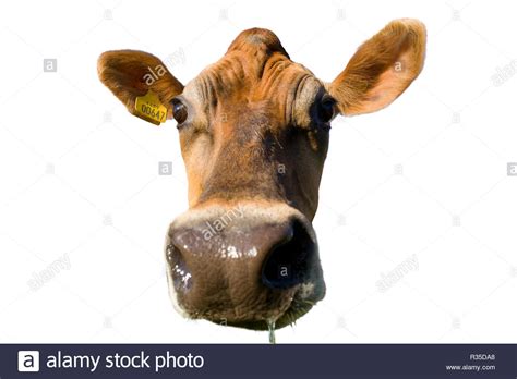 ear cut  stock images pictures alamy