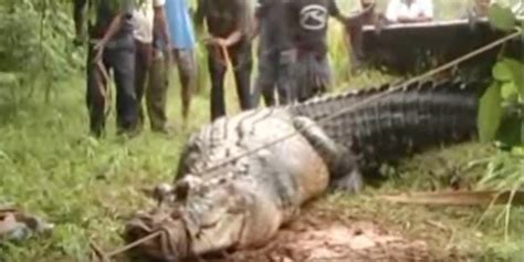17 foot 2 000 pound crocodile is rescued in sri lanka