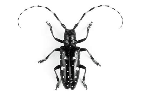 asian longhorned beetle profile invasive species centre