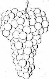 Uvas Racimo Racimos Weintrauben Frutas Uva Ausmalbilder Grape Fruta Varieties Hybrids Irving Anterior sketch template