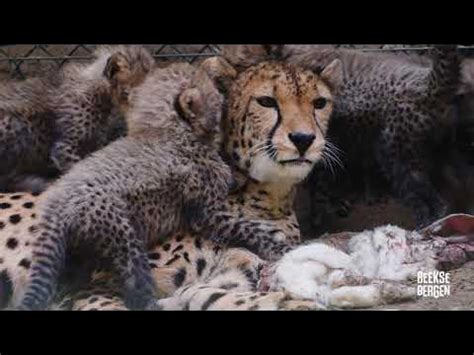 pas bevallen cheeta adopteert drie andere welpjes  beekse bergen youtube