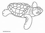 Sea Getdrawings Turtles Drawing sketch template
