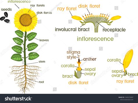 sunflower diagram images stock  vectors shutterstock