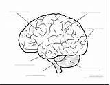 Coloring Brain Diagram Pages Worksheet Kids Anatomy Parts Drawing Template Human sketch template