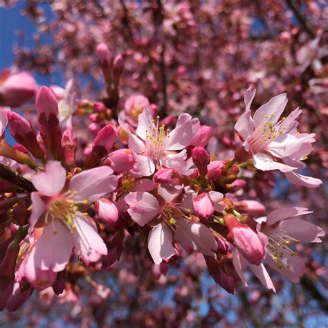 prunus okame cerisier  fleurs du japon nain florifere rose carmin