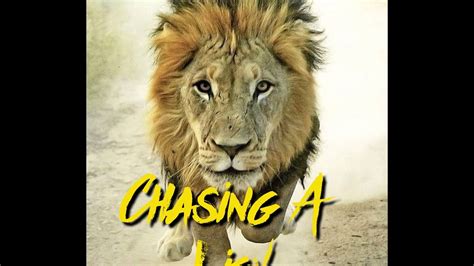 chasing  lion youtube