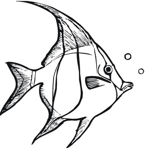 angelfish coloring page animals town  angelfish color sheet