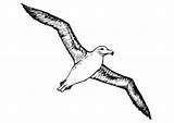 Albatros Disegno Colorear Colorat Malvorlage Kleurplaat Animali Desene Albatroz Pasari Planse Ausmalbild Uccelli Salbatice Grandes Alba Stampare Grote Kleurplaten Educolor sketch template