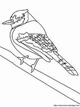 Urraca Uccelli Bosco Animali Verschiedene Vogel Uccello Colorear2000 sketch template
