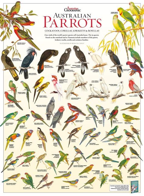 australian parrot poster folded australian geographic parrots australian parrots