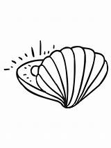 Muschel Perle Ausmalbild Almeja Perla Clam Muscheln Shell Ausdrucken Malvorlage Vongola Kinderbilder Malvorlagen Mollusks Perl sketch template