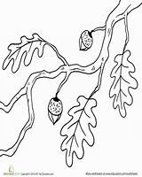 Branch Coloring Worksheets Acorns Fall Designlooter Seasons Kindergarten Holidays 378px 22kb sketch template