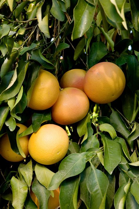 plant  grow  grapefruit tree
