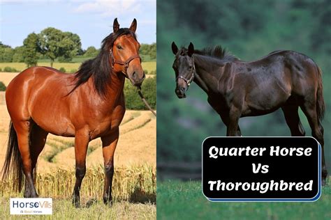 quarter horse  thoroughbred understanding  differences