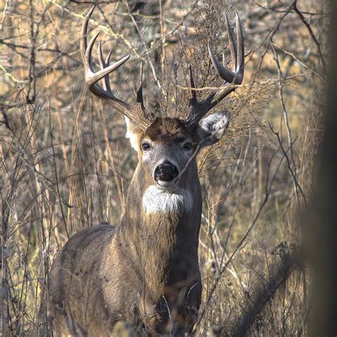See A Summary Of The White Tailed Deer Plan And Learn How