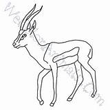 Gazelle Coloring Pages Click sketch template