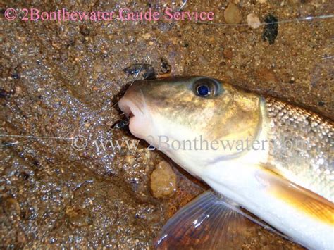 bonthewater guide service reports december   fished antietam