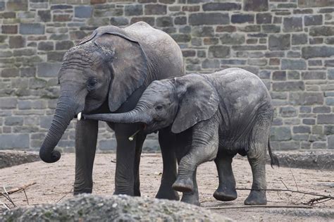 junge elefanten im zoo ji foto bild natur zoo