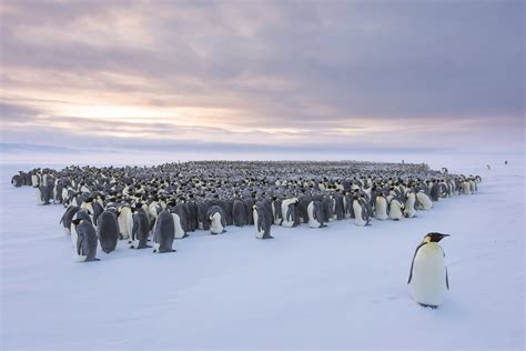 die gemeinschaft der pinguine wissenschaftde