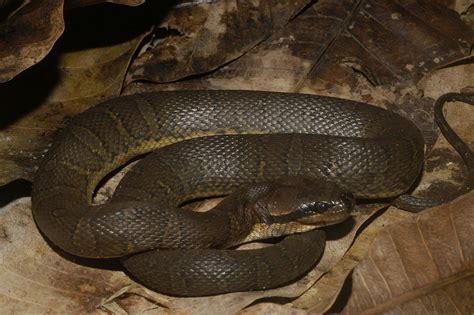 ular asli indonesia ular kadut belang homalopsis buccata