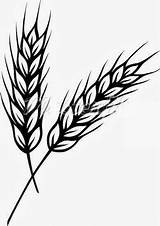 Wheat Plant Coloring Worksheet Kindergarten Clip Line Guide Drawing sketch template