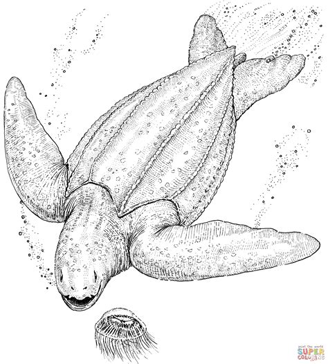 sea turtle eggs coloring pages kidsuki