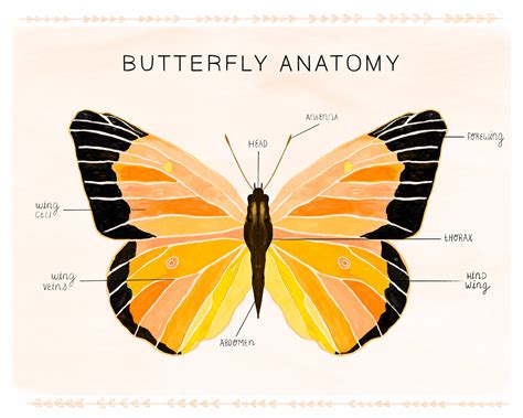 butterfly anatomy print insect anatomy butterfly wall art etsy