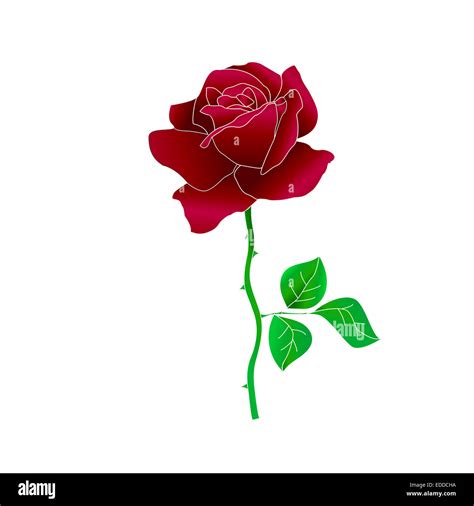 rose cut  stock images pictures alamy