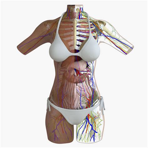 3d model african american female torso anatomy cgtrader