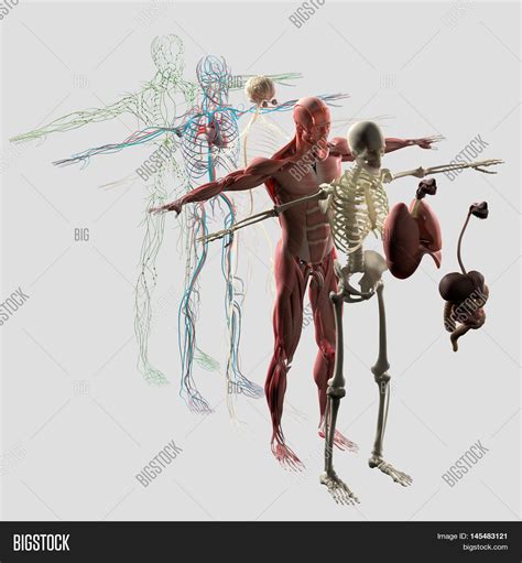 human anatomy exploded view image photo bigstock